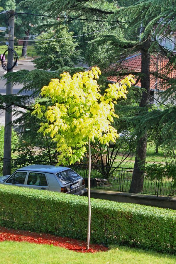 Apartmani15 Arandjelovac Εξωτερικό φωτογραφία